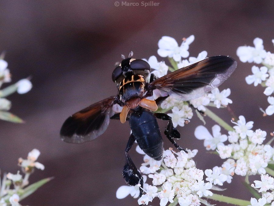 Trichopoda pennipes